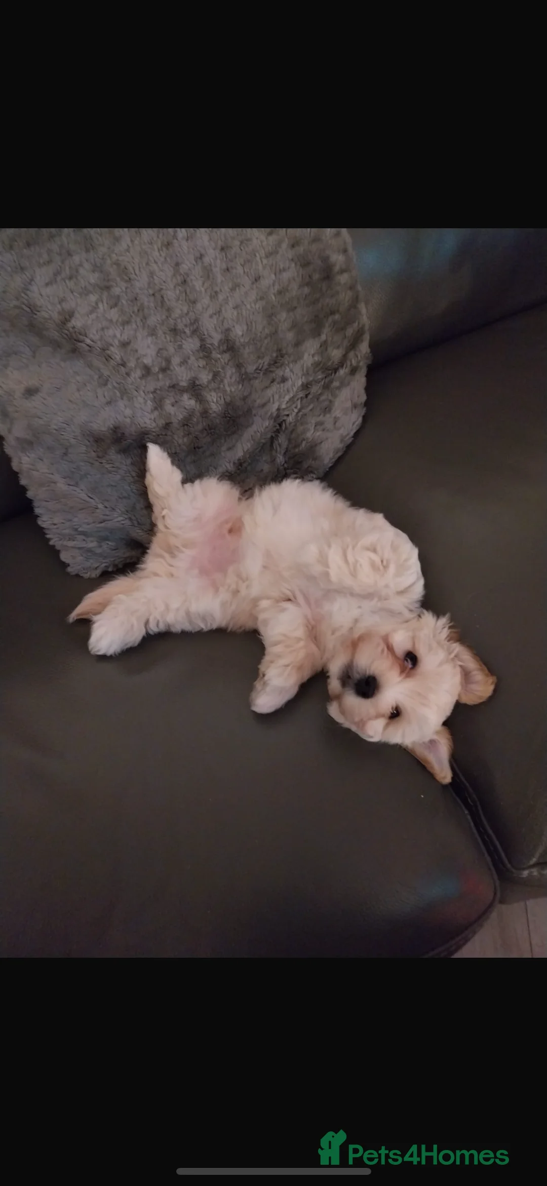 Yochon dogs for sale: Yochon - Advert 1