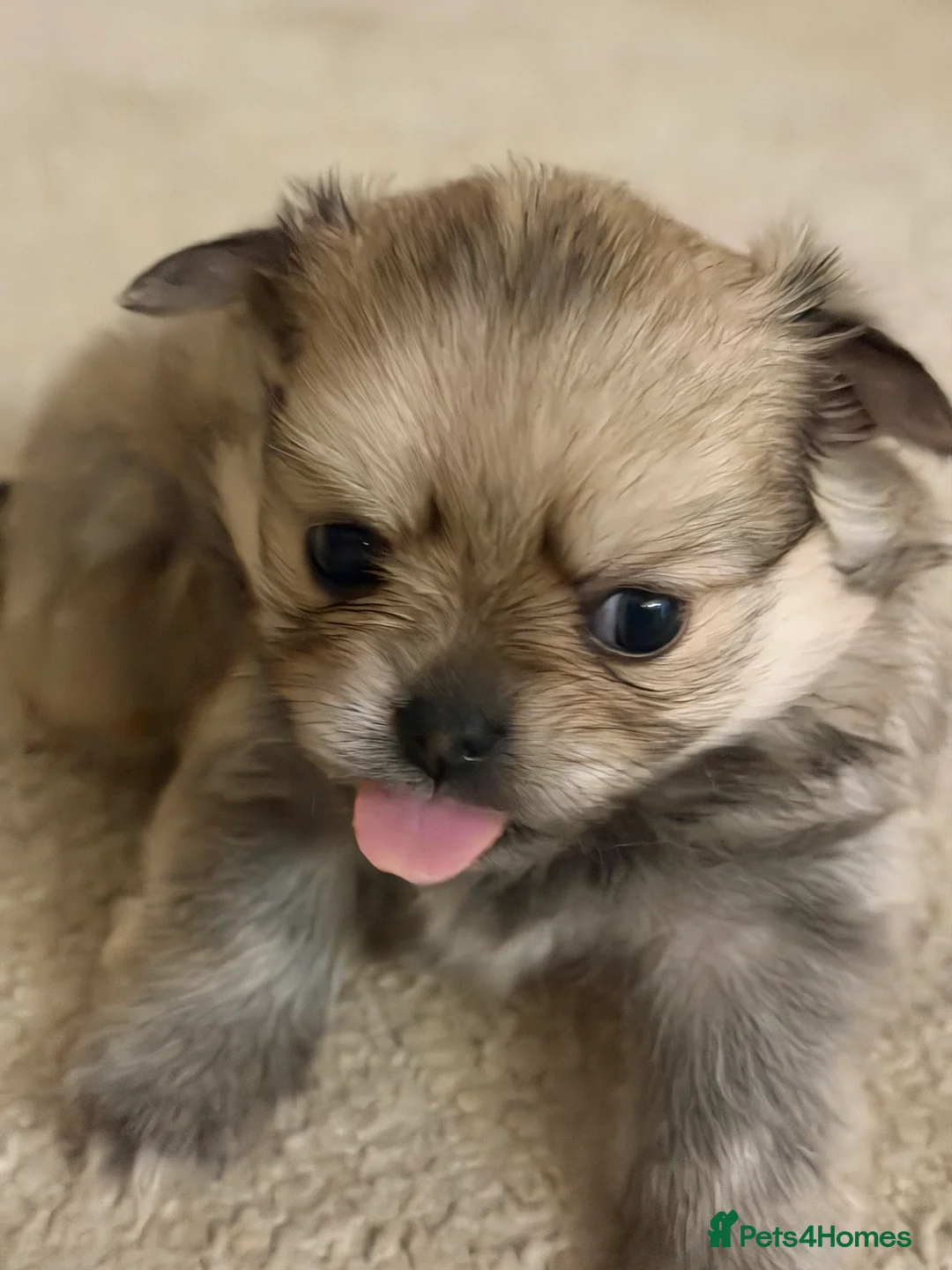 Pomchi dogs for sale: 2 adordable Pomchi puppies - Advert 3