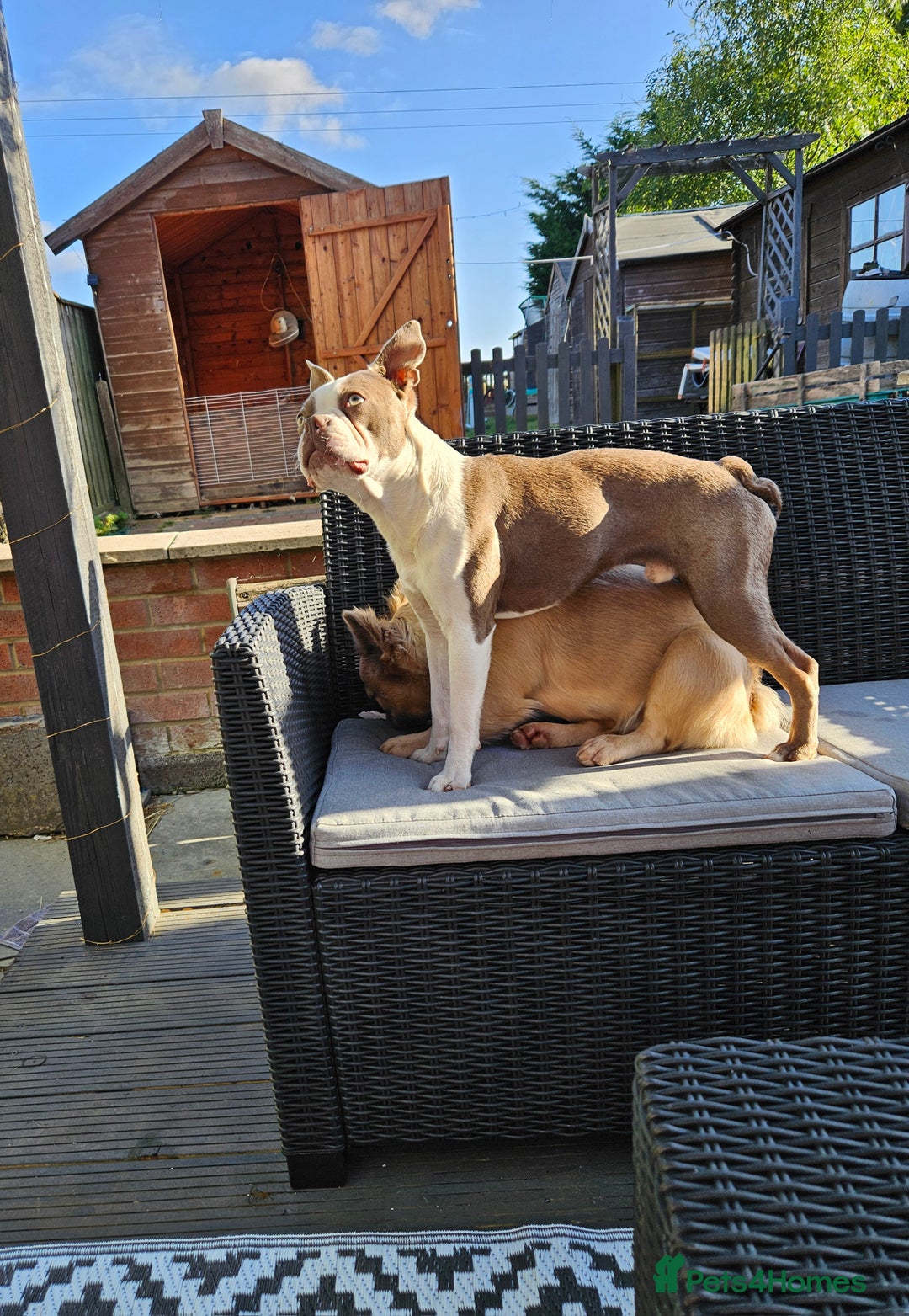 Mixed Breed dogs for sale: Last Beautiful Pink Frenchton Boy Pup Available  - Image 17