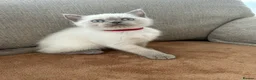 British Shorthair cats for sale: British shorthair Colorpoint kittens - Advert 13