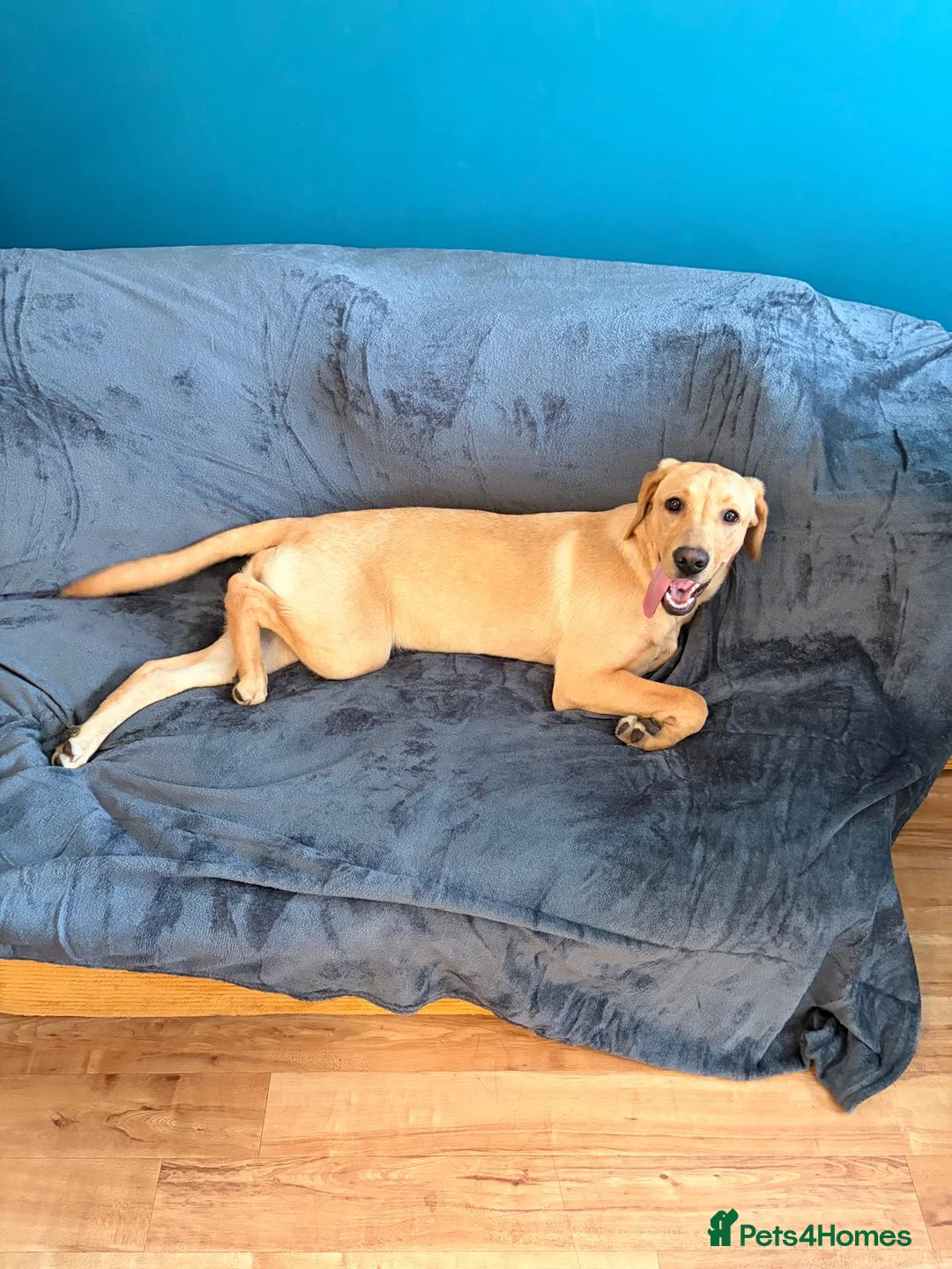 Labrador Retriever dogs for sale: Senna - Advert 2