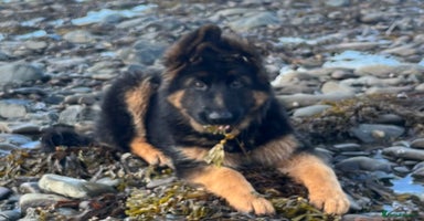 German Shepherd dogs - Advert 2