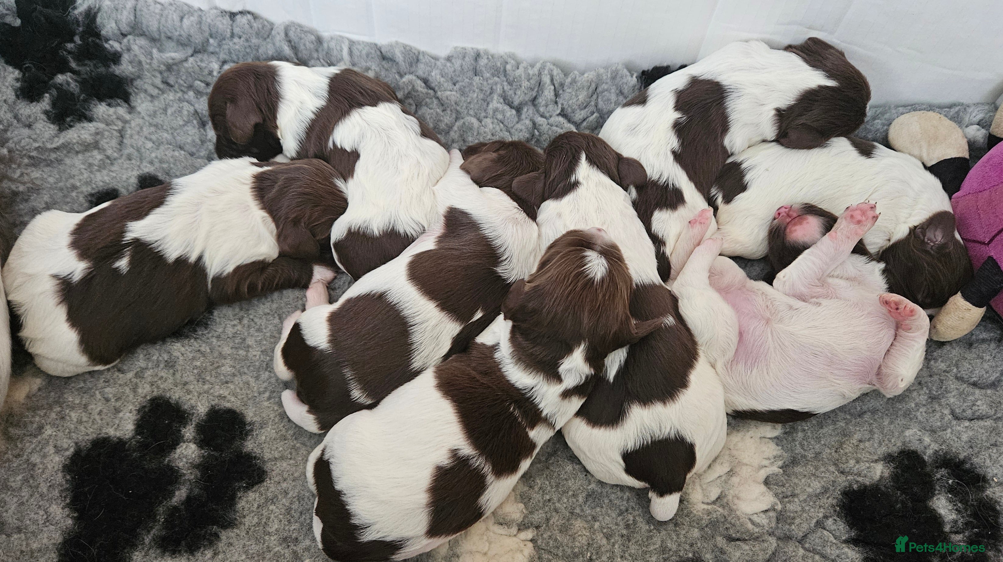 English Springer Spaniel dogs Stunning KC reg working ESS puppies for sale - Advert 8