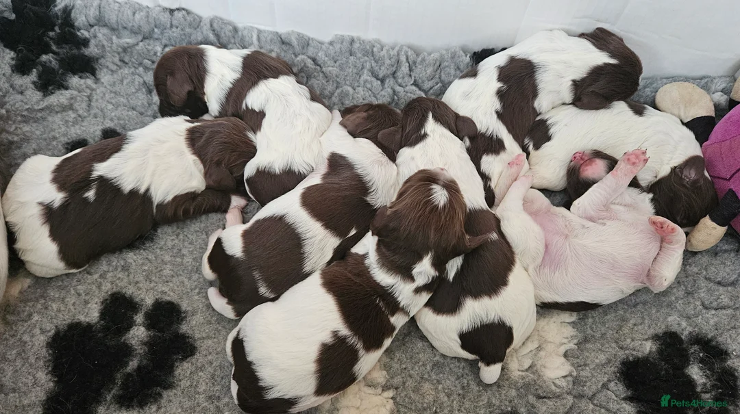 English Springer Spaniel dogs for sale: Stunning KC reg working ESS puppies for sale - Advert 1