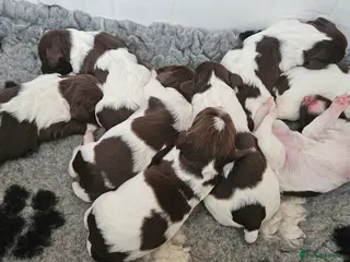 English Springer Spaniel dogs Stunning KC reg working ESS puppies for sale - Advert 8