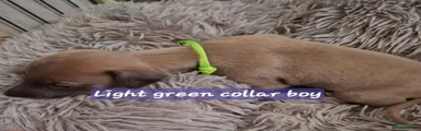 Light green collar boy 