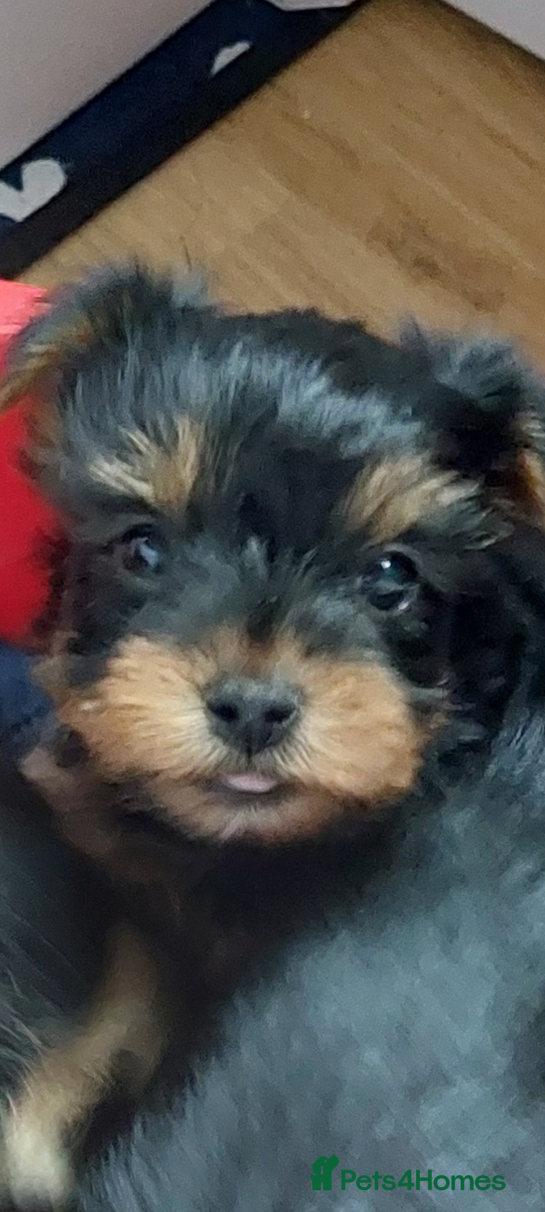 Yorkshire Terrier dogs for sale: YORKSHIRE TERRIER PUPPIES with OWN VET HEALTH CERT - Image 1