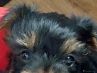 Yorkshire Terrier dogs - Advert 21