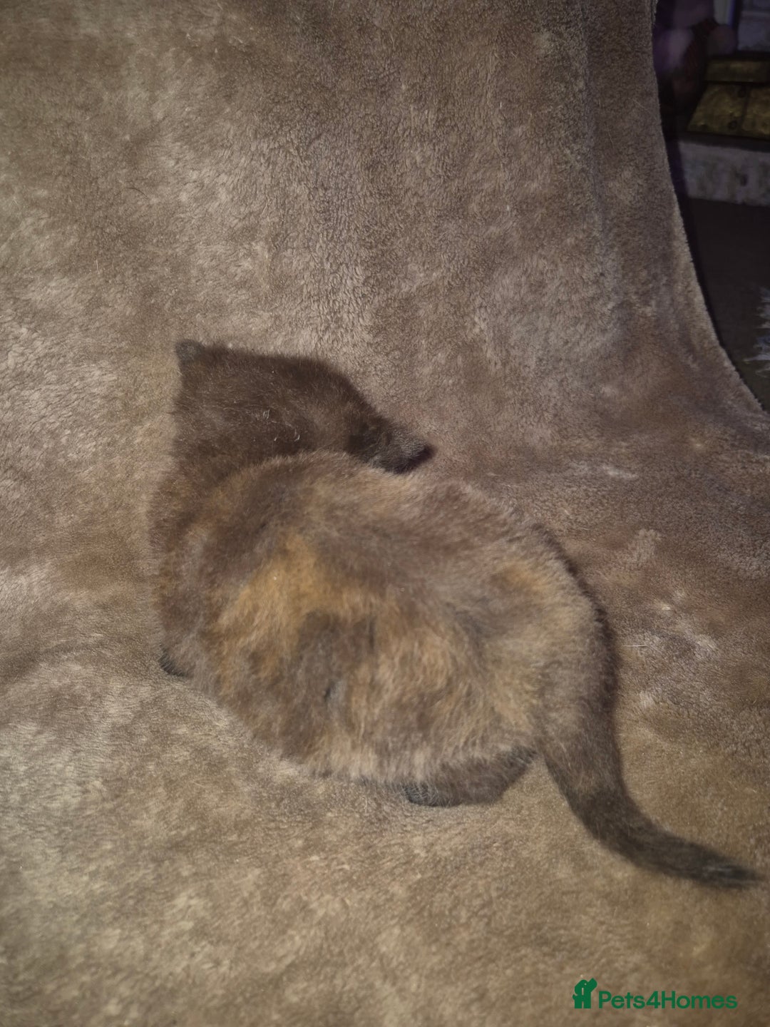 Scottish Fold cats for sale: Tica registered, parents pkd clear - Advert 6