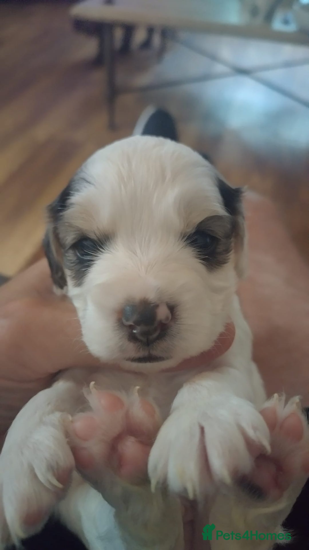 Cockapoo dogs for sale: F2 Cockapoo pups  - Image 17