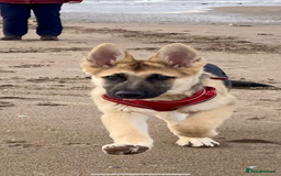 German Shepherd dogs for sale: German Shepherds by Shawhhead Shepherds  - Image 14