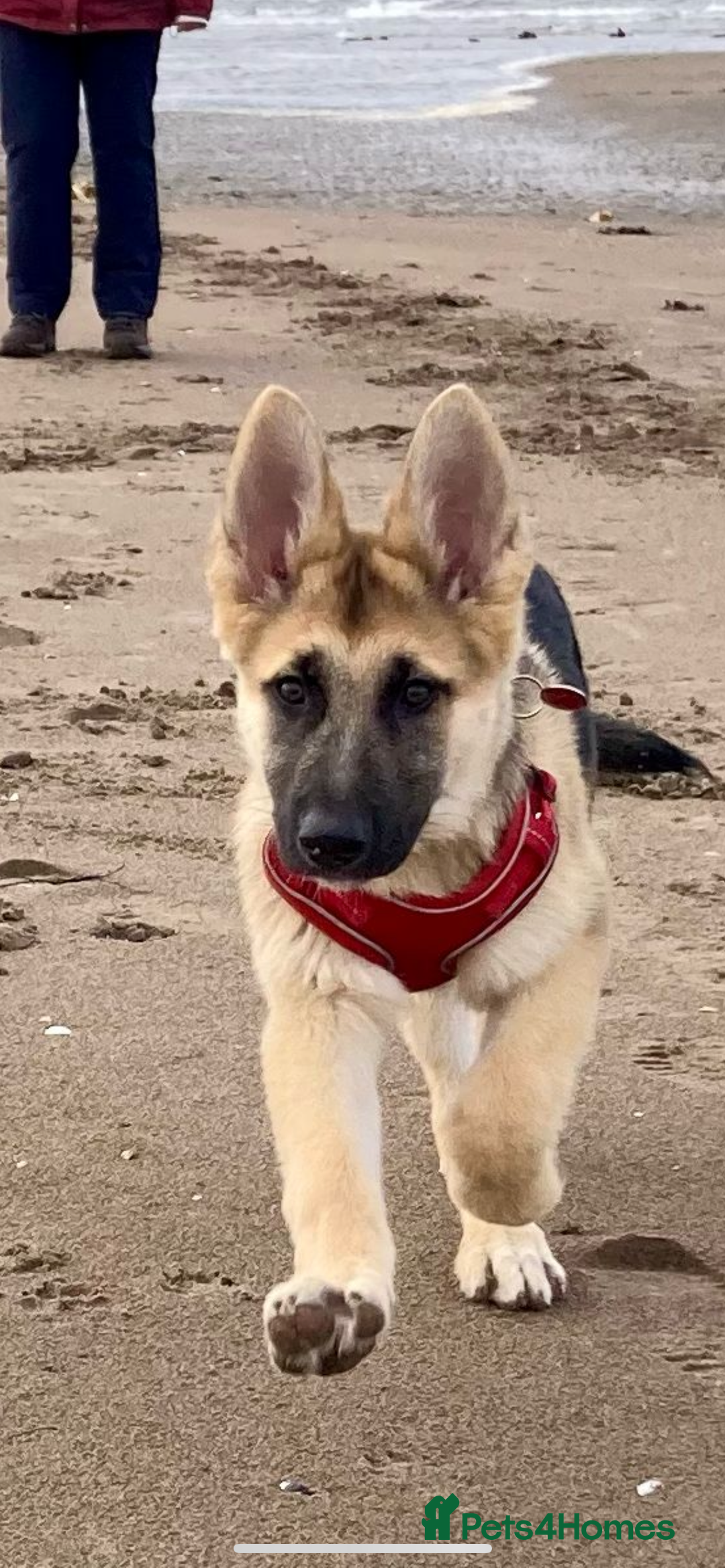 German Shepherd dogs for sale: German Shepherds by Shawhhead Shepherds  - Image 14