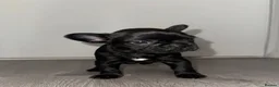 French Bulldog dogs for sale: French Bulldog puppies! in Sheffield - Advert 22
