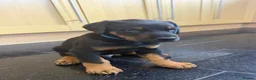 Dobermann dogs for sale: Beautiful Dobermann puppies for sale - Advert 22