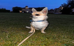 Chihuahua dogs for sale: boy 8 mont - Image 2