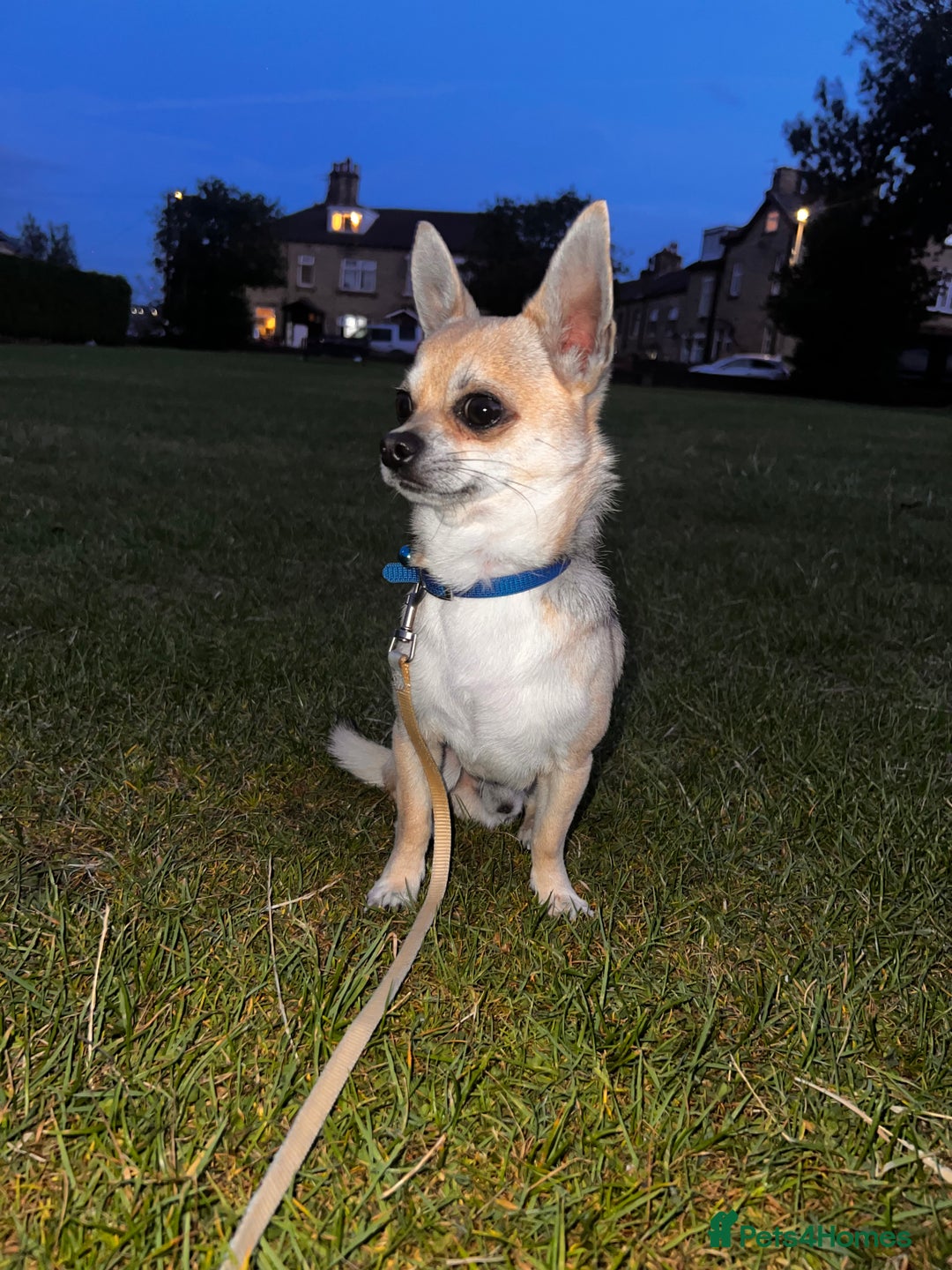 Chihuahua dogs for sale: boy 8 mont - Image 2