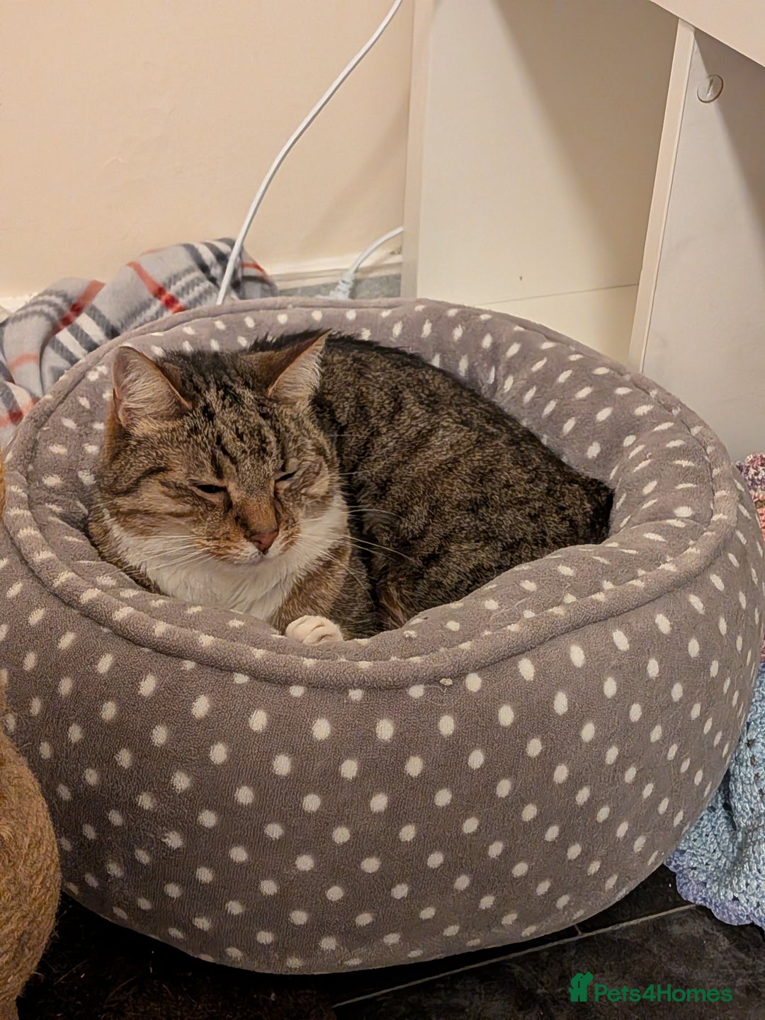 Domestic Shorthair cats for adoption: Edith and Sam are a purrfect pair - Advert 3