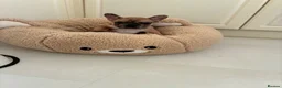 French Bulldog dogs for sale: 🐾 ❤️ Beautiful Red Merle Female French Bulldog  - Advert 3