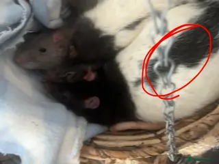 Rat rodents Loving Home needed - Advert 14