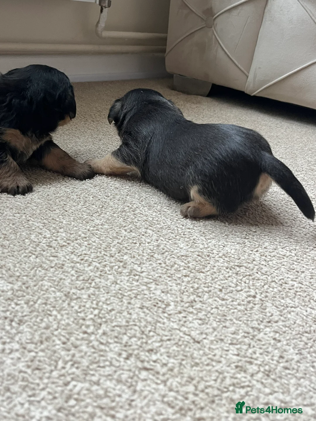 Jack Russell dogs for sale: ❌ sold ❌Jack Russel puppies - Advert 16