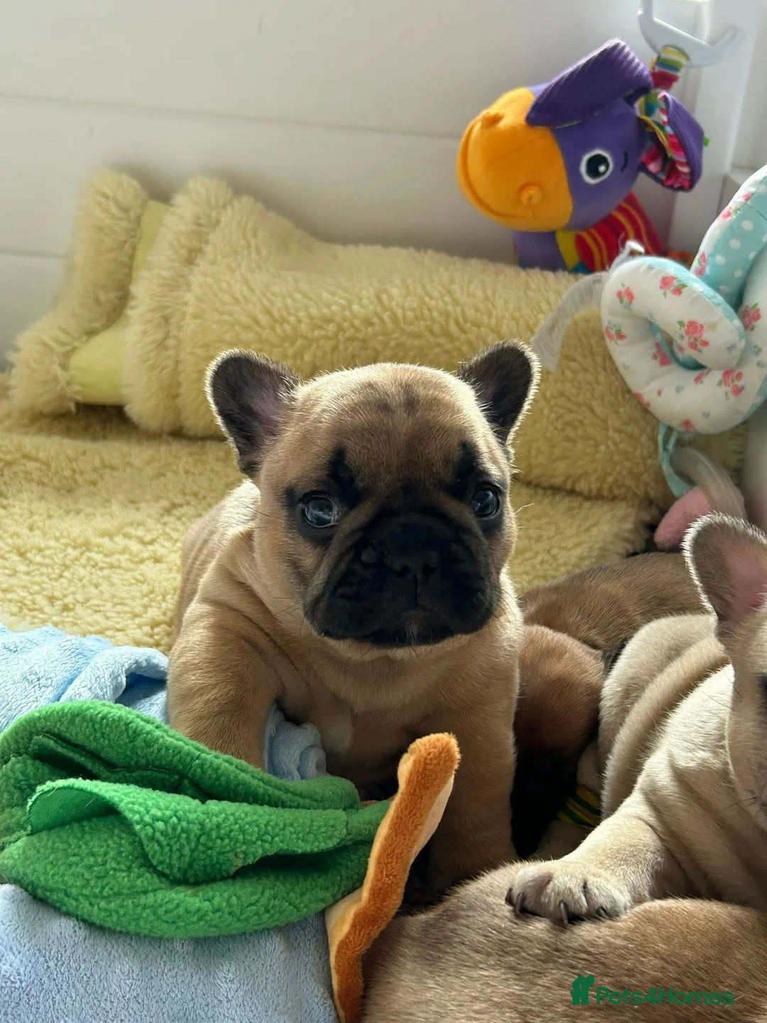 French Bulldog dogs for stud: Denzel- Open for Stud- PROVEN. Son of Super Ted  in Gillingham - Advert 25