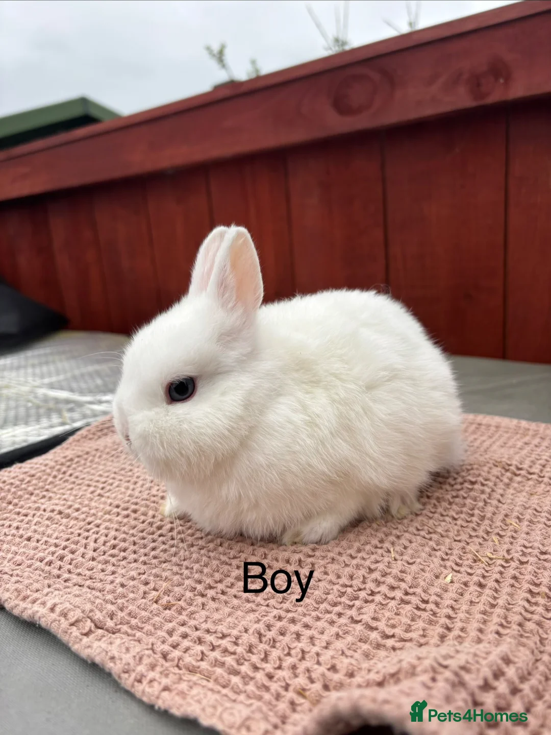 Netherland Dwarf rabbits for sale: Stunning blue eyed white Netherland dwarfs - Advert 2
