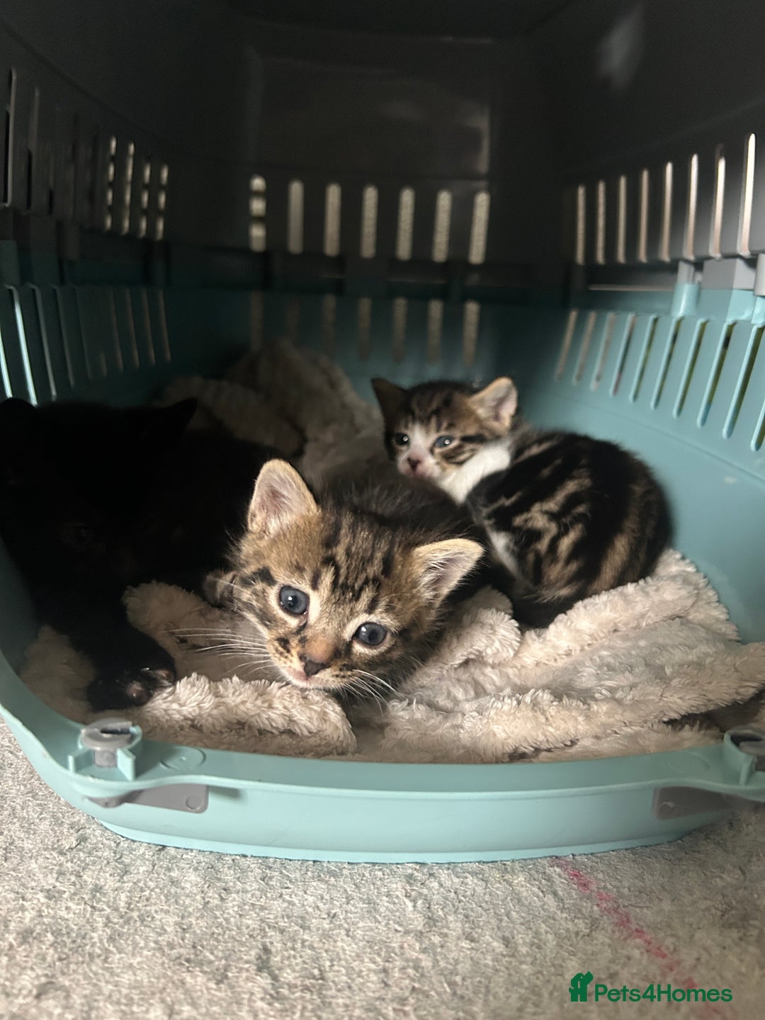 Mixed Breed cats for sale: 3 kitten  - Image 1