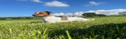 Parson Russell dogs for sale: Long legged Parson Jack Russell pups - Advert 4