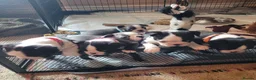 Boston Terrier dogs for sale: Beautiful Boston Babies looking for forever family - Advert 3