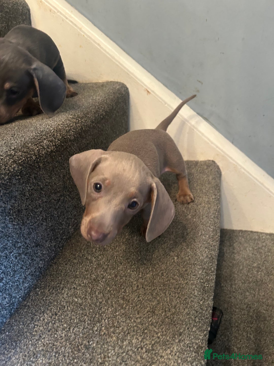 Miniature Dachshund dogs for sale:  Beautiful cute Miniatures dachshund  in Liverpool - Image 26