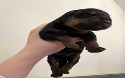 Mixed Breed dogs for sale: Rottweiler x German shepherd male puppies - Image 11