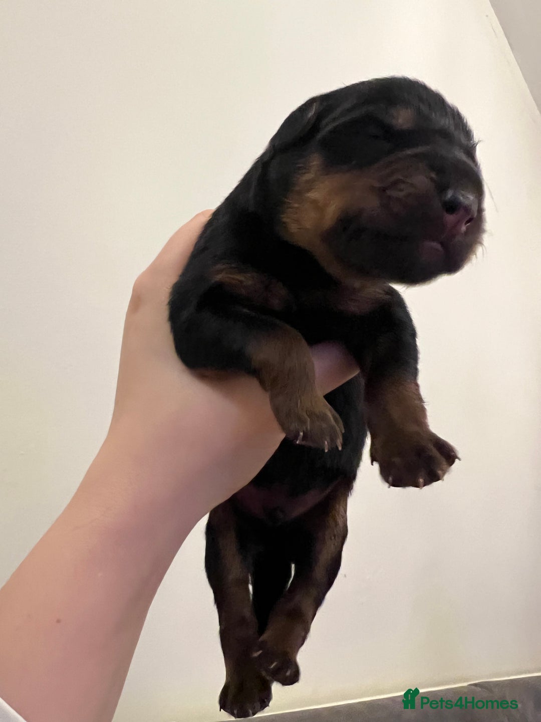 Mixed Breed dogs for sale: Rottweiler x German shepherd male puppies - Image 11