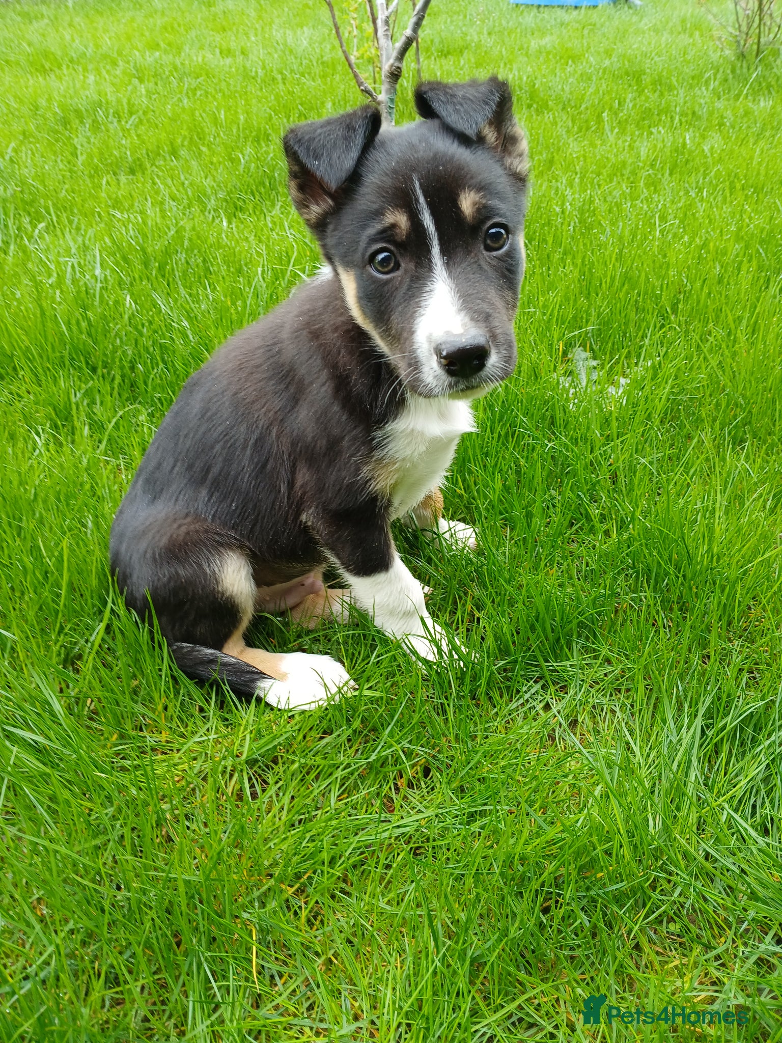 Border Collie dogs Pedigree tri-colour border collie puppies - Advert 2