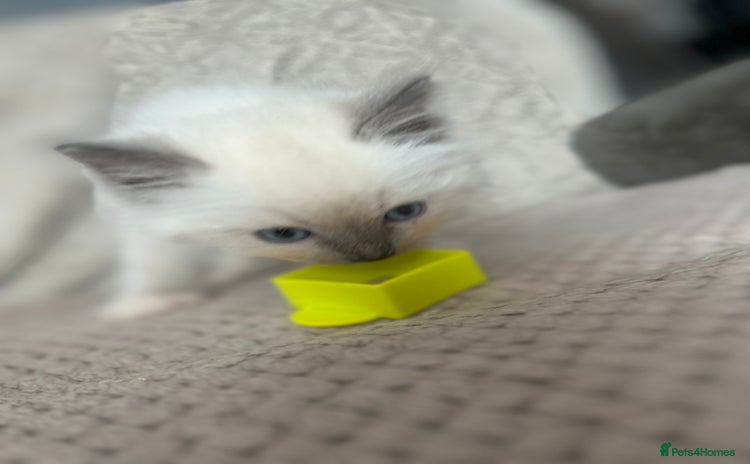 Ragdoll cats - Advert 14