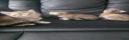 Scottish Fold cats for sale: Scottish fold kittens  for sale - Advert 9