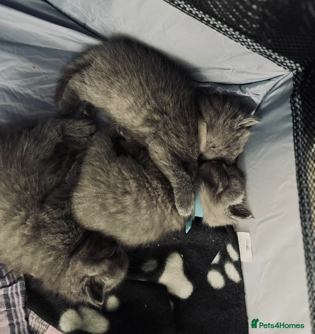 Mixed Breed cats for sale: BRITISH SHORT HAIR  CROSS  CHARTREUX in Derby - Advert 2
