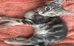 Mixed Breed cats for sale: Kittens  - Image 4