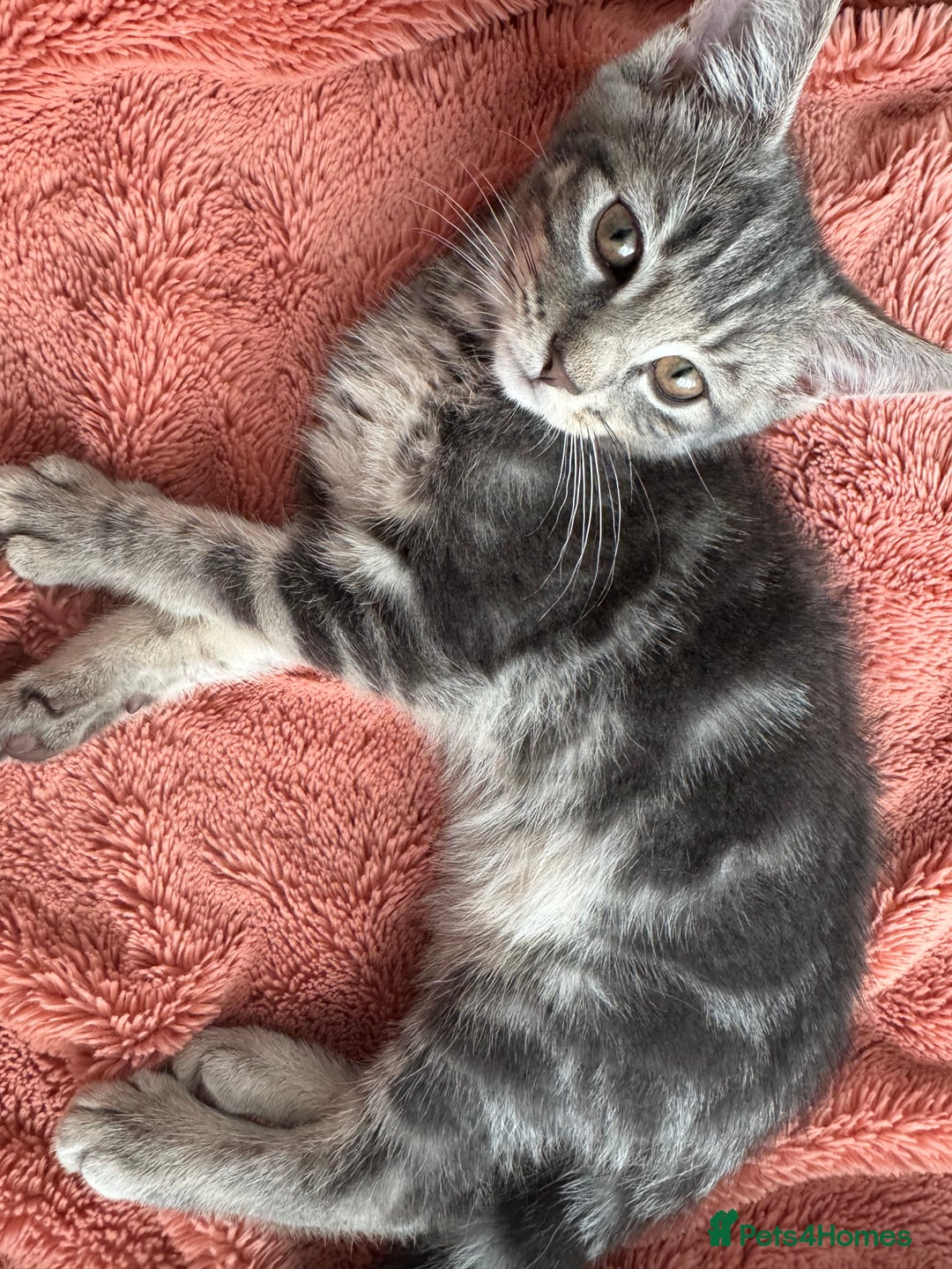 Mixed Breed cats for sale: Kittens  - Image 4