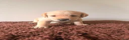 Labrador Retriever dogs for sale: K.C Reg Labrador Retriever Puppies for sale - Advert 5