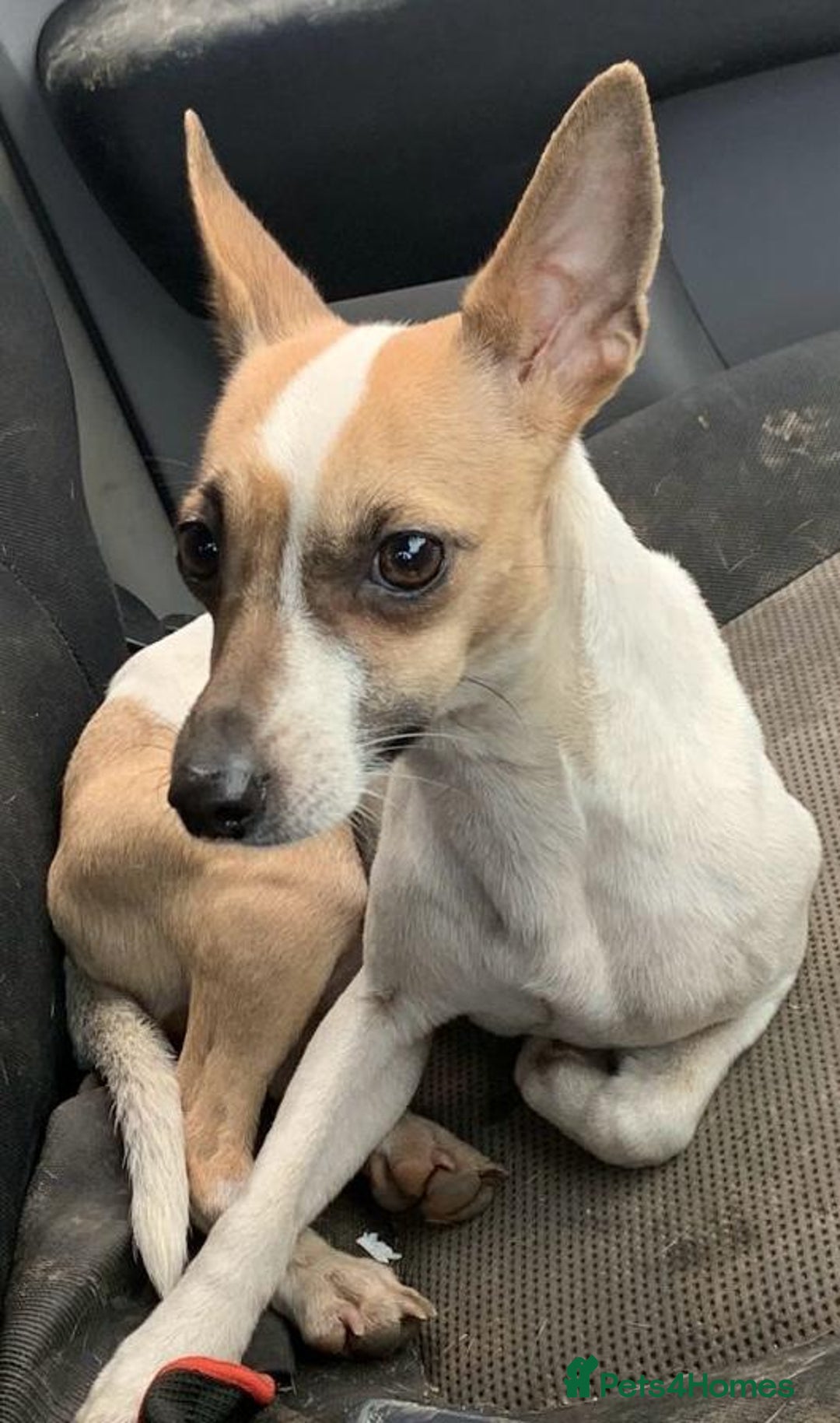 Jack Russell dogs for sale: Jack Russell Puppies For Sale - Advert 2