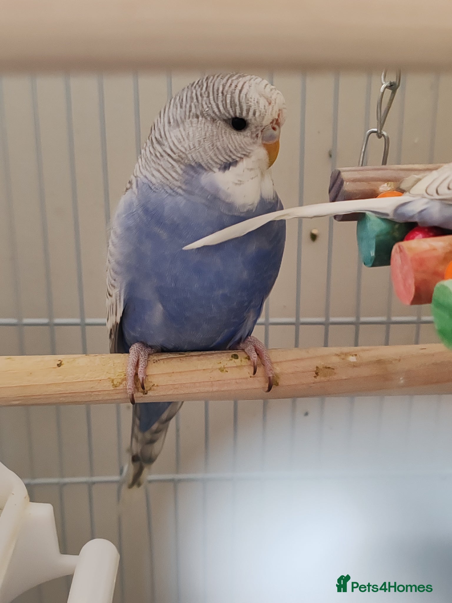 Parrots birds for sale: budgies 2 months and 3 months 1 week  - Advert 1