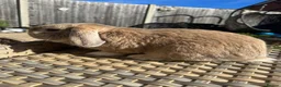 Mini Lop rabbits for sale: 1 Lovely handsome mini lop buck and adult. - Advert 16