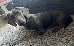 Miniature Dachshund dogs for stud: KC REG BLUE STUD EXTENSIVELY HEALTH TESTED  in Kidderminster - Image 2