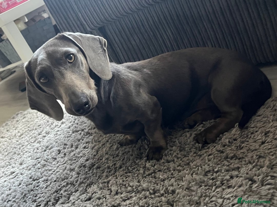 Miniature Dachshund dogs for stud: KC REG BLUE STUD EXTENSIVELY HEALTH TESTED  in Kidderminster - Image 2