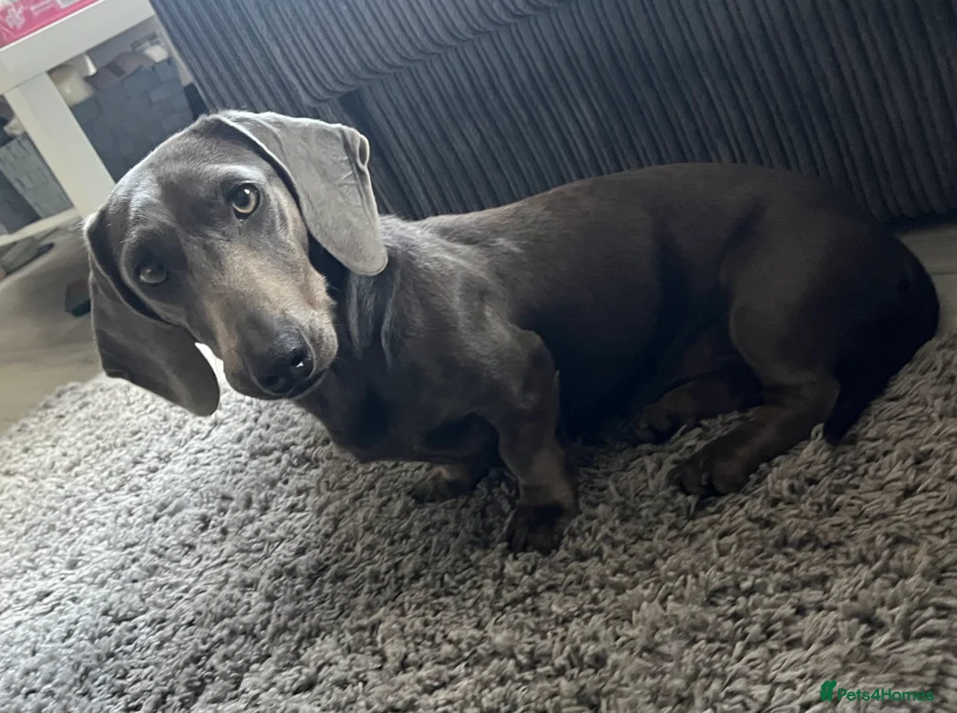 Miniature Dachshund dogs for stud: KC REG BLUE STUD EXTENSIVELY HEALTH TESTED  in Kidderminster - Advert 2