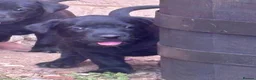 Labrador Retriever dogs for sale: Miss Ashlea shutler  - Advert 6