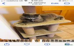 British Longhair cats for sale: British Long Hair Kittens - Image 6