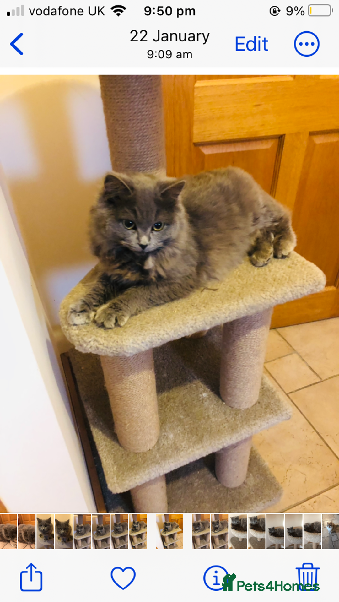 British Longhair cats for sale: British Long Hair Kittens - Image 6