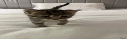 Mixed Breed cats for sale: 1 tabby boy kitten - Advert 4