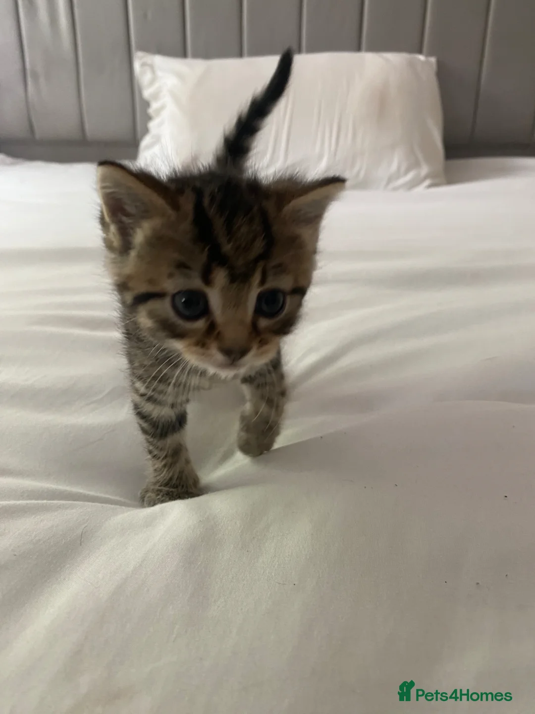 Mixed Breed cats for sale: 1 tabby boy kitten - Advert 4